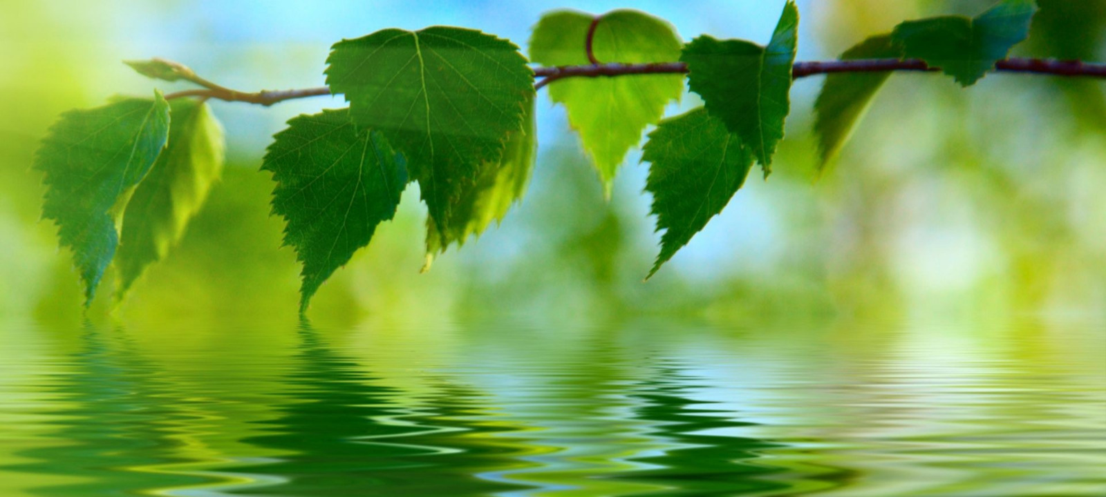 Naturaleza Viva