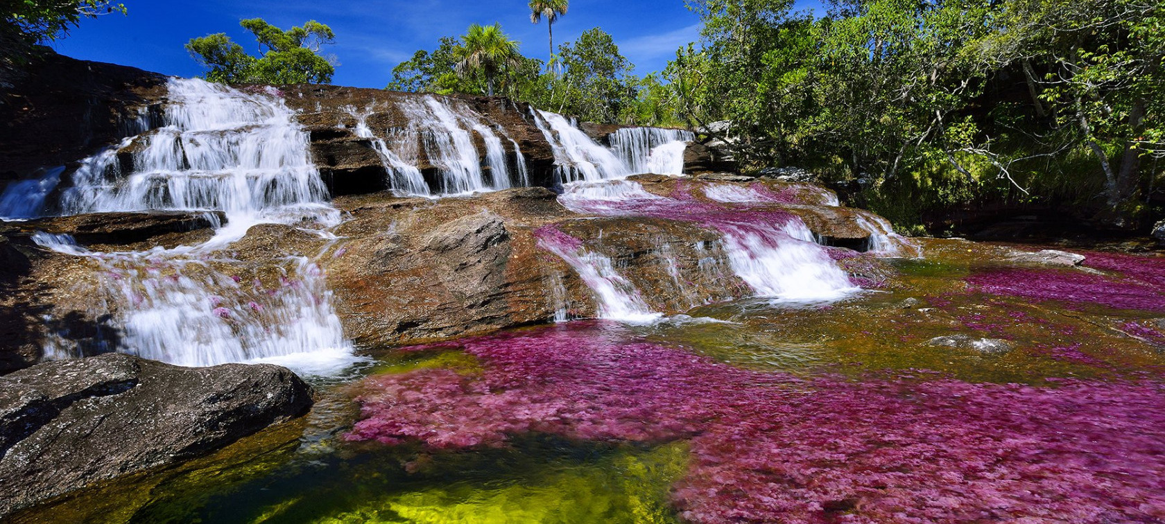 Naturaleza Viva