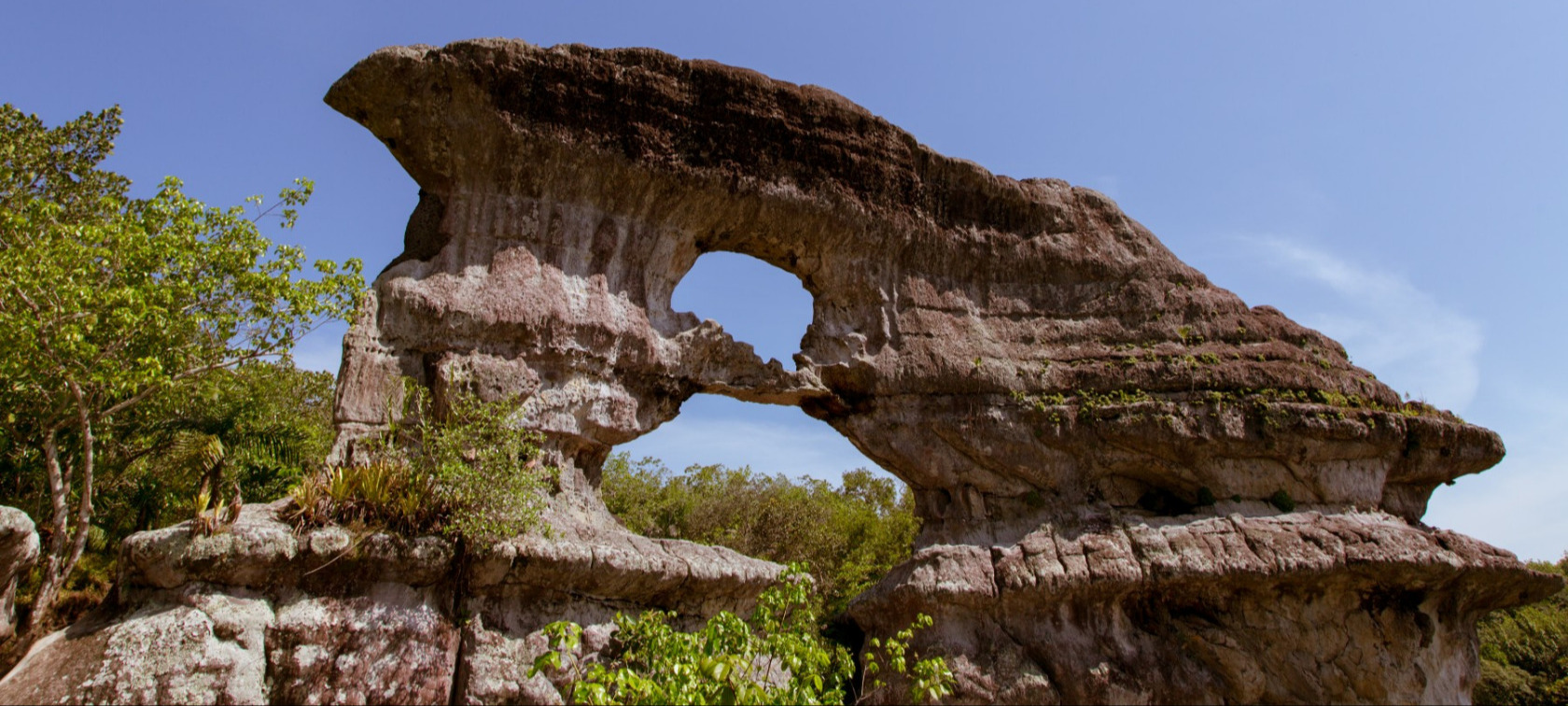Naturaleza Viva